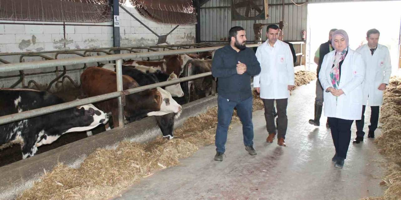 Hibe Desteğiyle Başladı Başarılı Bir Şekilde Devam Ediyor