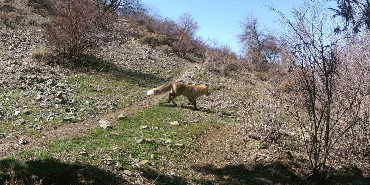 Erzincan’da Yaban Hayatı Fotokapanlara Yansıdı