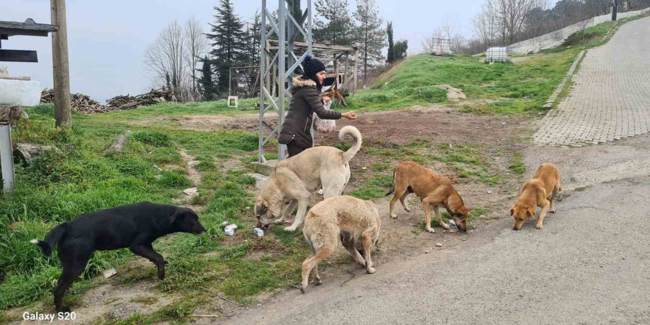 Sokak Hayvanlarını 5 Yıldır Gönüllü Besliyor