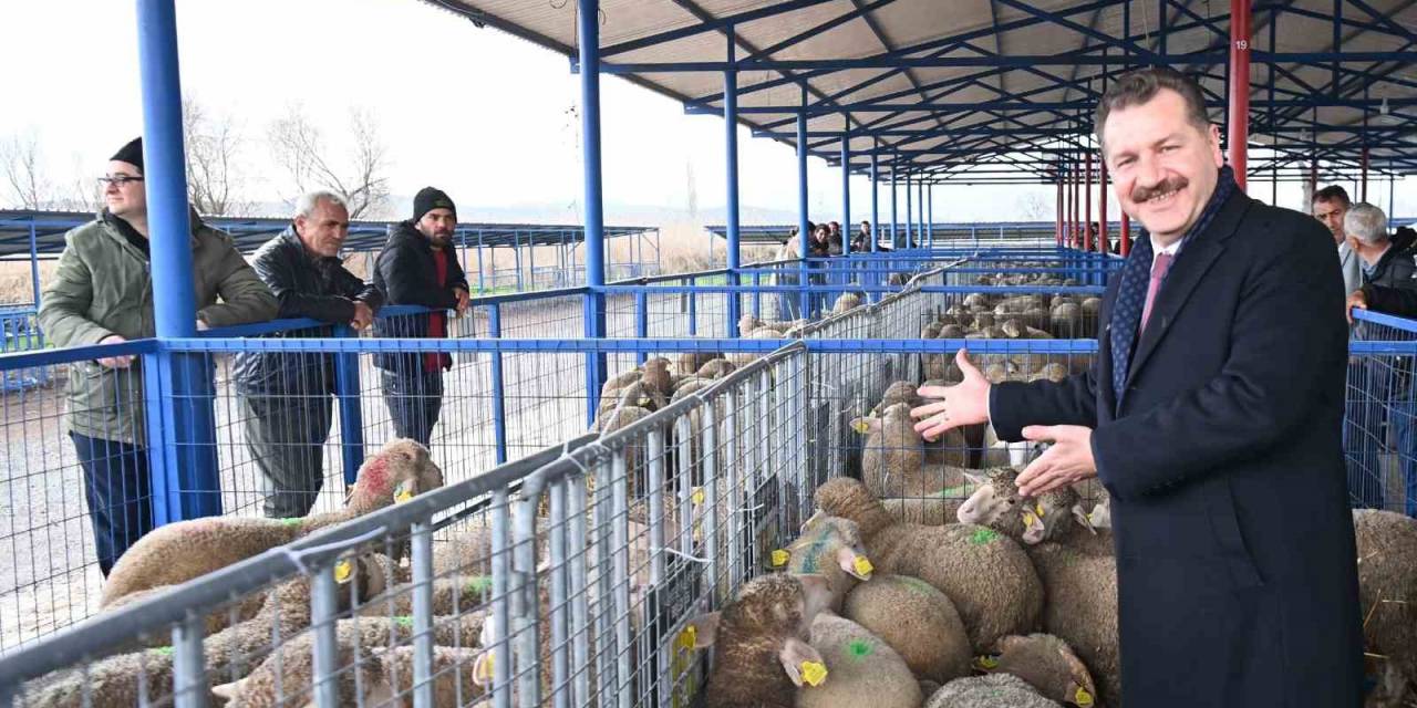 Balıkesir Büyükşehir, Sındırgı’da 550 Damızlık Dağıttı