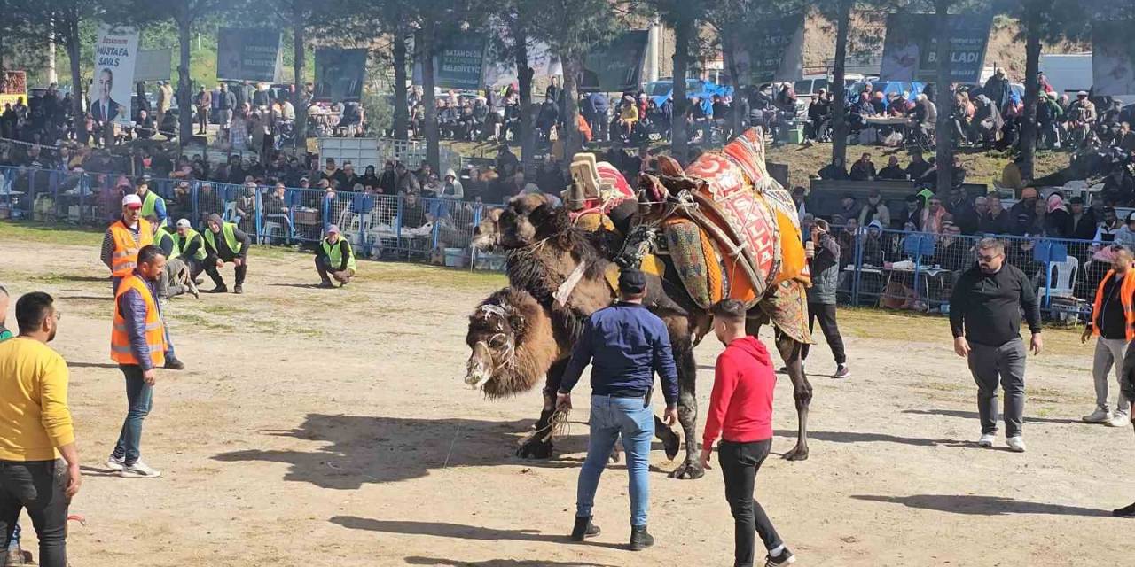 Köşk’te Deve Güreşi Festivali Düzenlendi