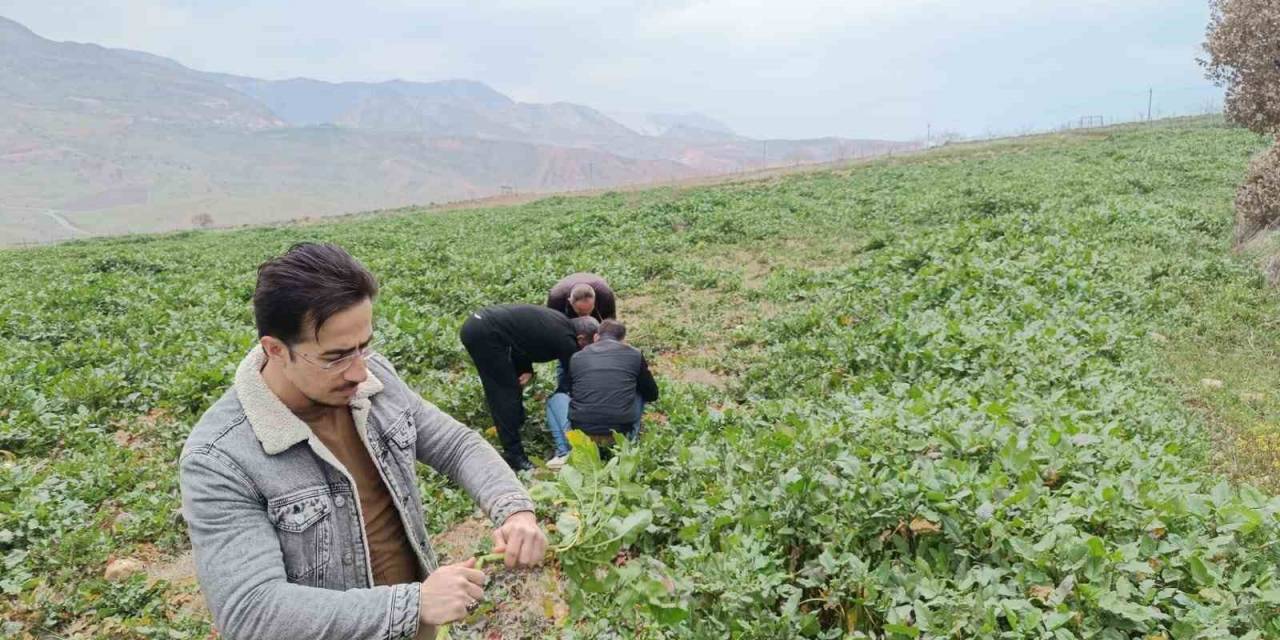 Siirt’te Bağ Ve Bahçelerde Yabancı Otlarda Artış Yaşanıyor