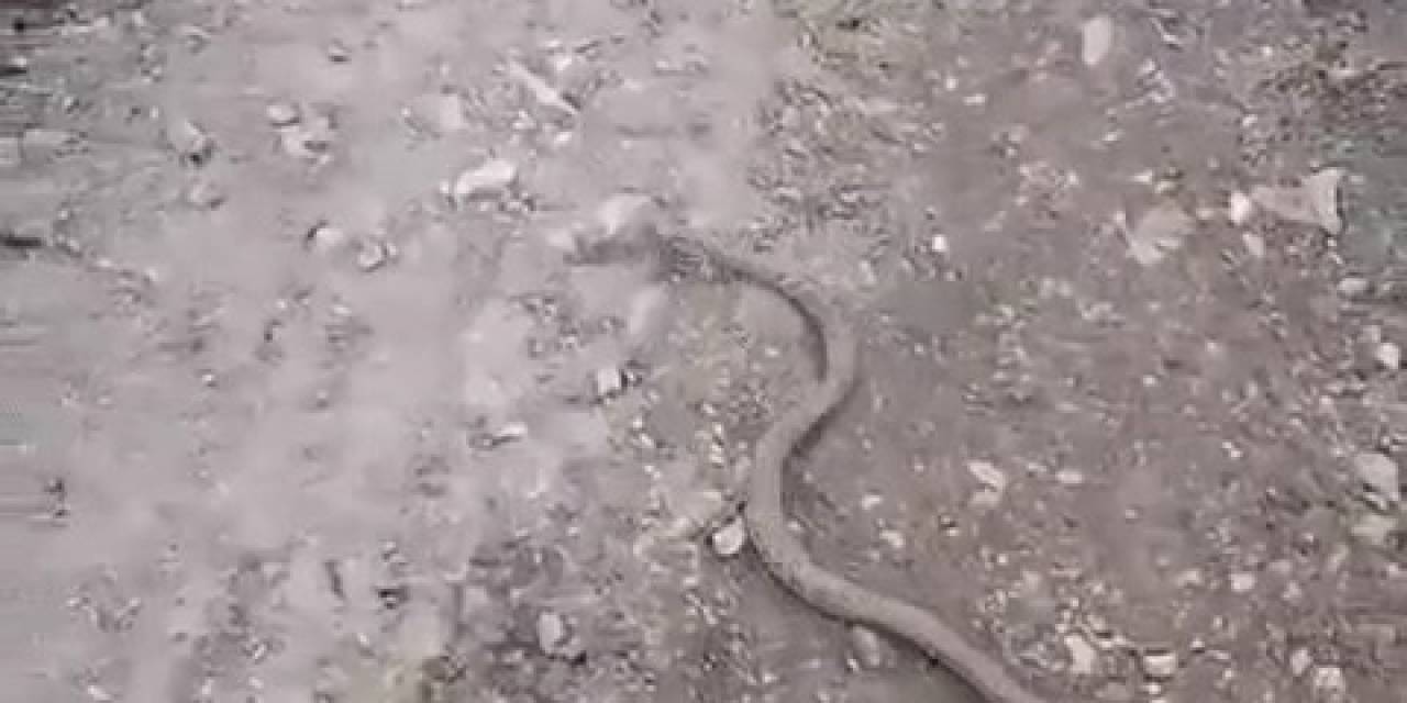 Elazığ’da Vatandaşın Yılanla Diyaloğu Gülümsetti