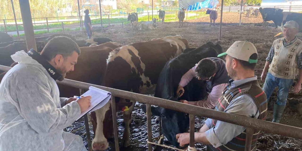 Koçarlı’da Hayvan Çiftlikleri Kontrol Altında