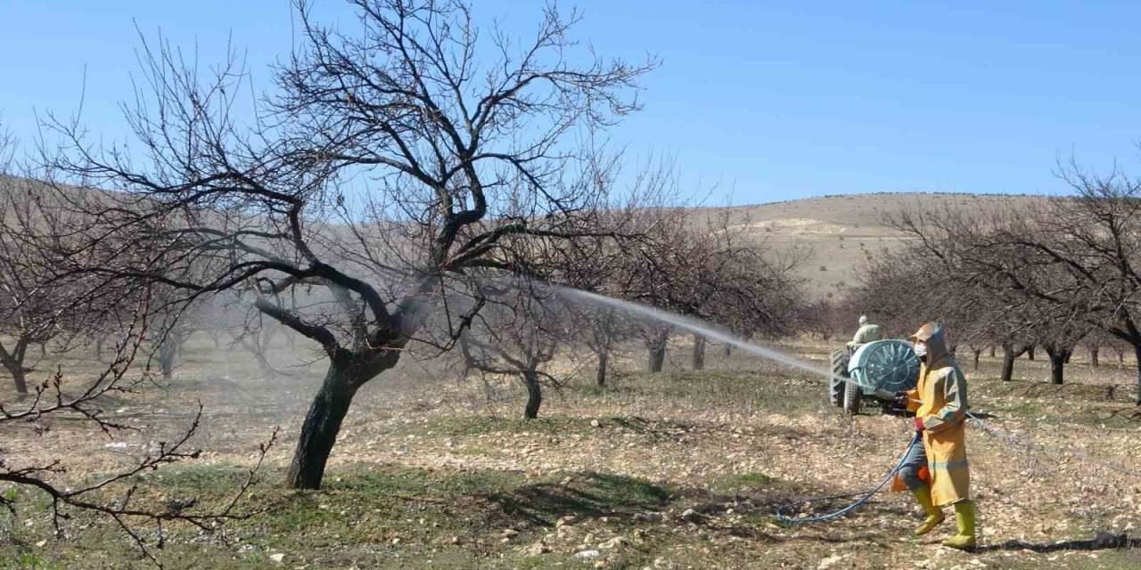 Malatya’da Erken Tomurcuklanan Kayısı Ağaçları Endişelendirdi