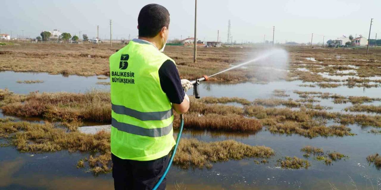 Balıkesir Büyükşehir Larvaları Tespit Ederek Anında Müdahale Ediyor