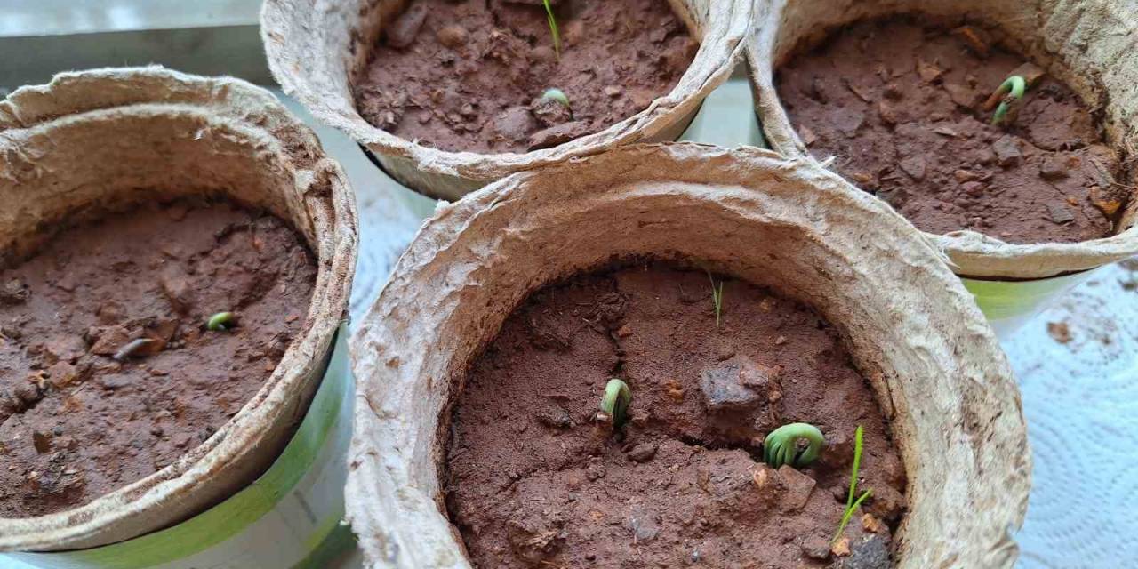 Öğrenciler Yetiştirdikleri Fidanları 21 Mart’ta Toprakla Buluşturacak