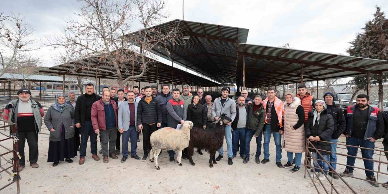 Denizli’de 321 Çiftçiye 600 Adet Damızlık Koç Ve Teke Hibe Desteği Başladı