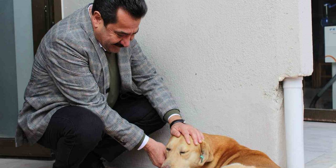 Pamukkale Adayı Ertemur, Sokak Hayvanları İçin 4 Proje Hazırladı