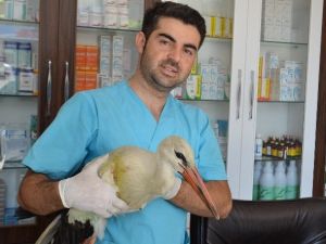 Yaralı Leylek Koruma Altına Alındı
