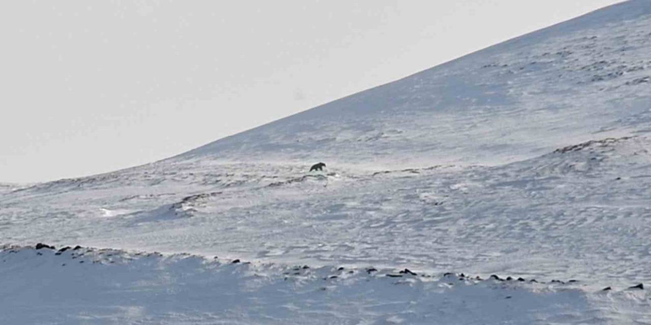 Nemrut’un Ayıları Bu Yıl Erken Uyandı