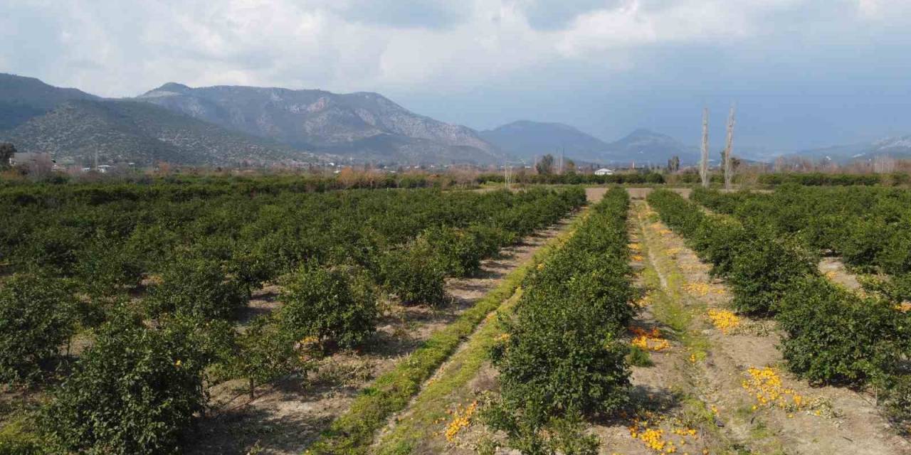 Adana’da Para Etmeyen Narenciye Bahçede Kaldı