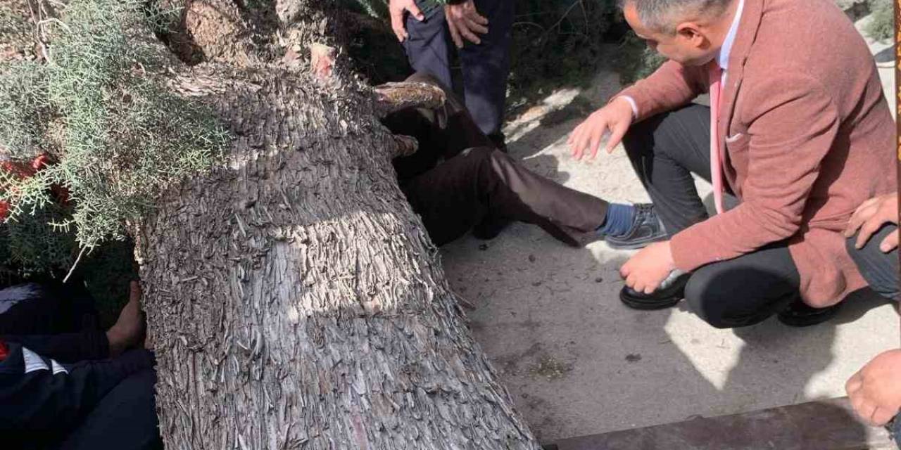 Burdur’da Üzerine Ağaç Devrilen Belediye Başkan Adayı Ve Oğlu Ağır Yaralandı