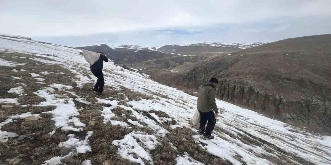 Kars’ta Yaban Hayvanları İçin Doğaya Yem Bırakıldı