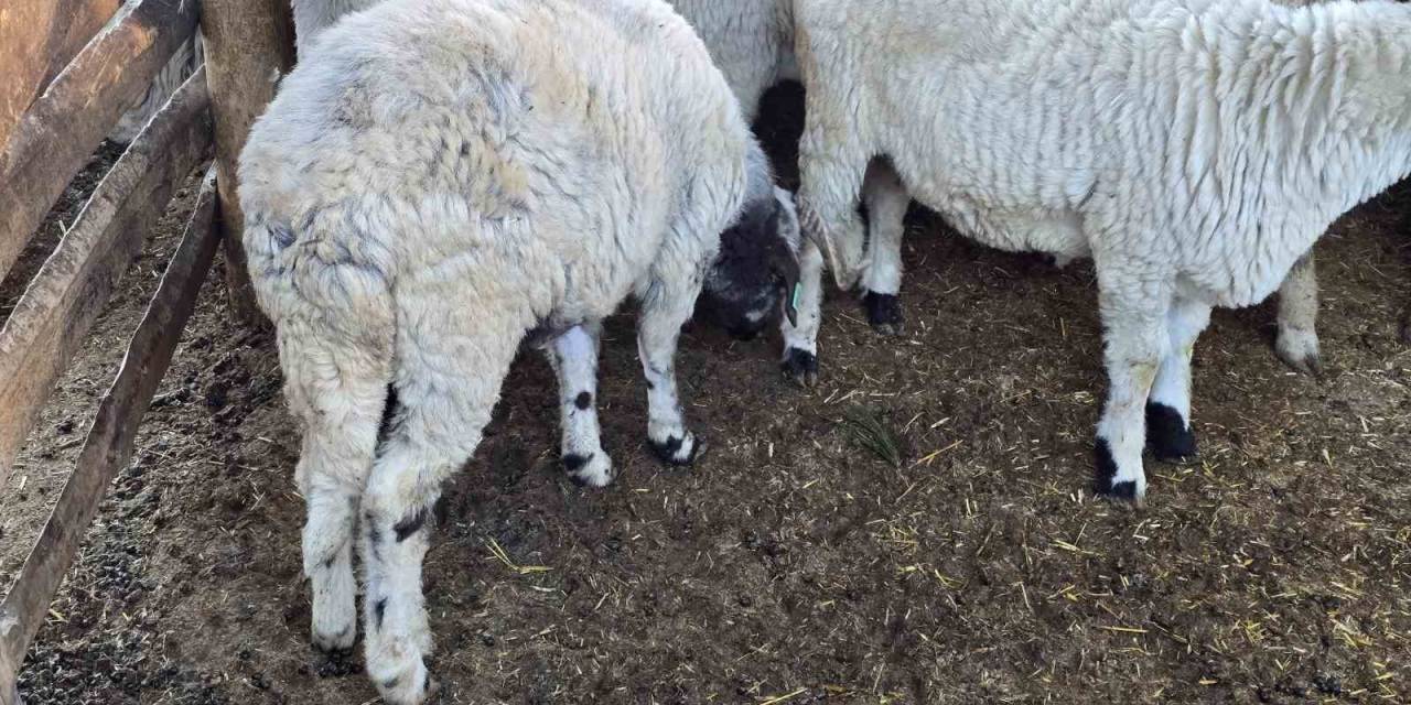 Beldeye Adını Veren Karayaka Koyunu Tescillendi