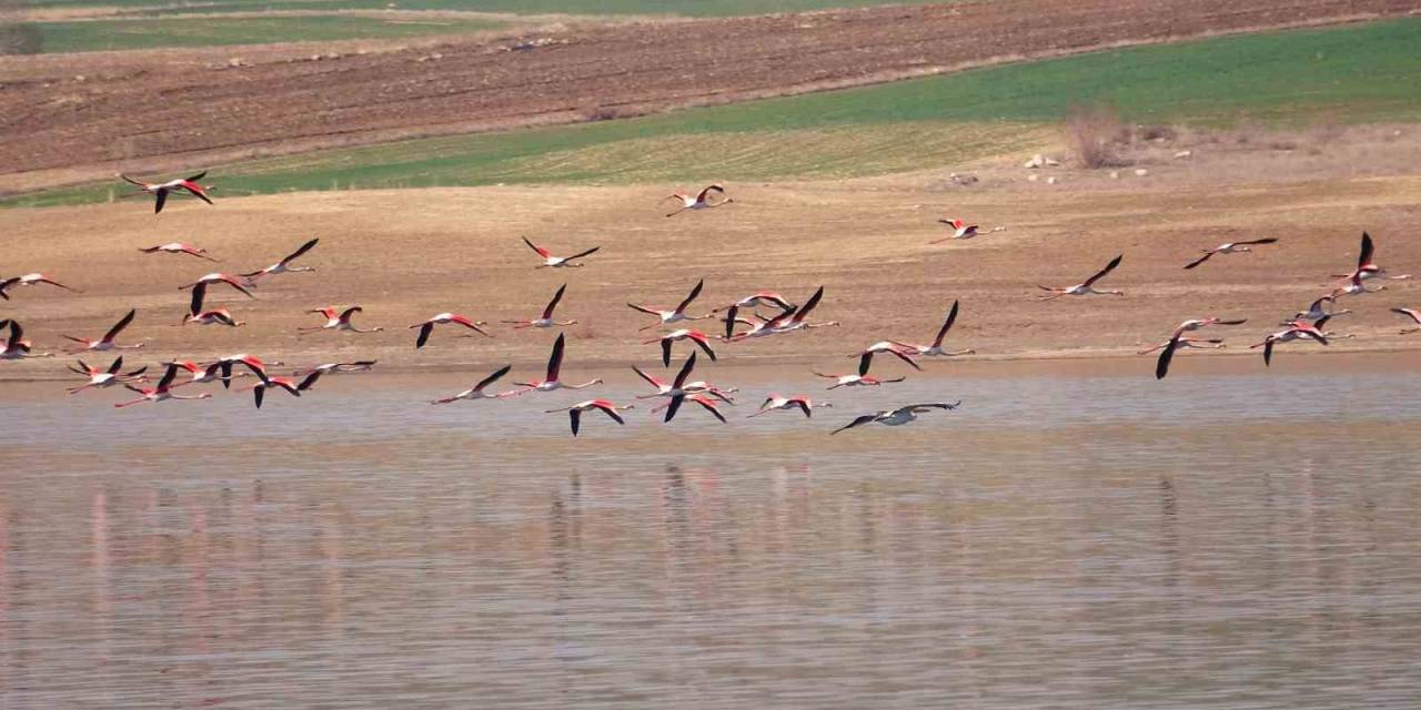 Flamingo Akını Bozkırı Renklendirdi