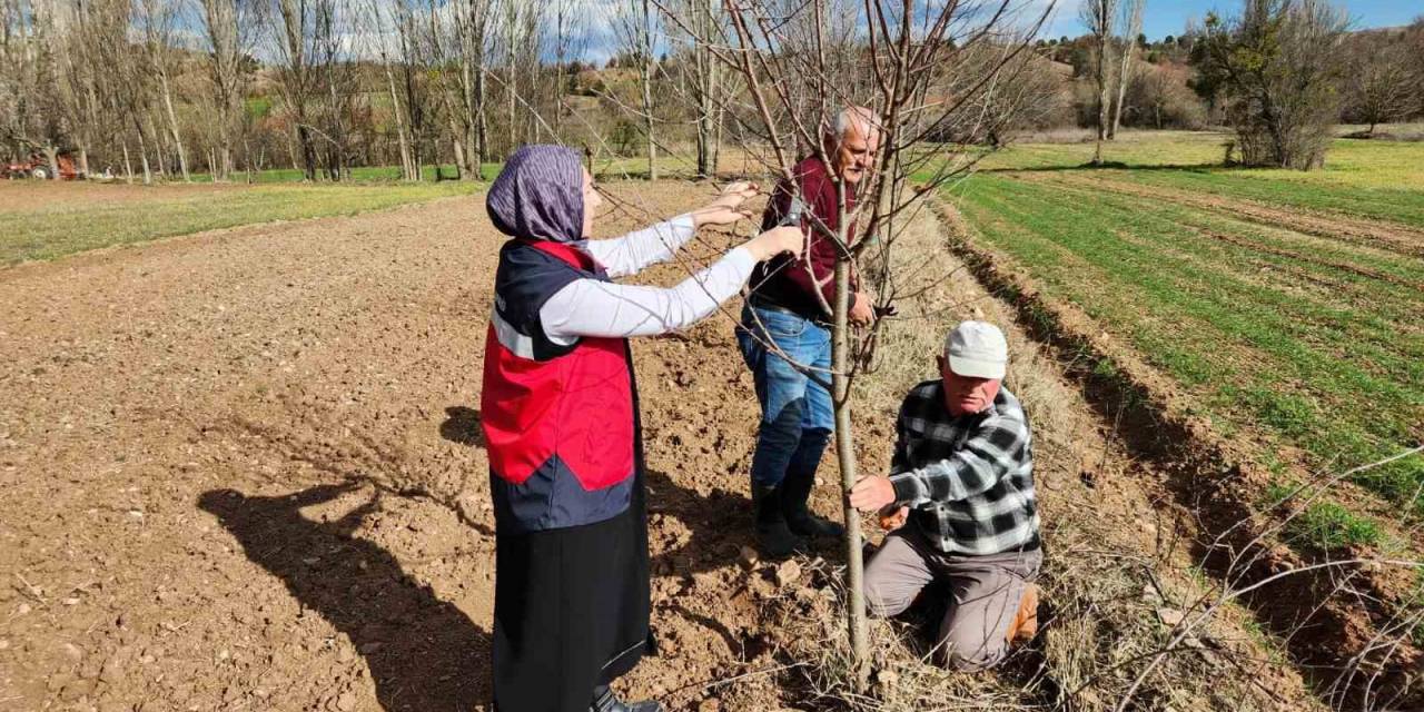 Hisarcık’ta Meyve Ağaçlarında Uygulamalı Budama Eğitimi