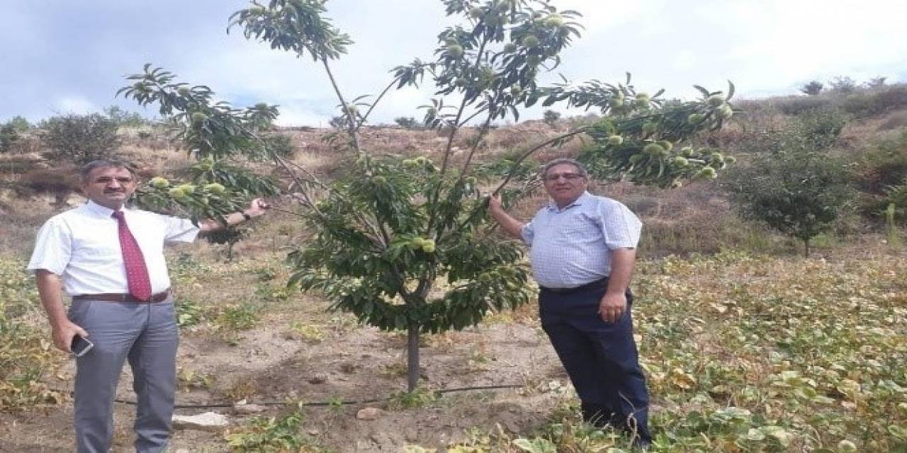 Hastalığa Dayanıklı Kestane Fidanı Talepleri Alınmaya Başladı