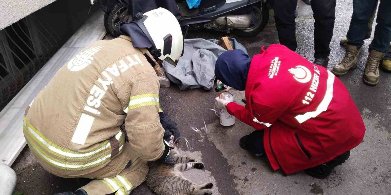 Maltepe’de Evde Çıkan Yangında Dumandan Etkilenen Kedi Kalp Masajıyla Kurtarıldı