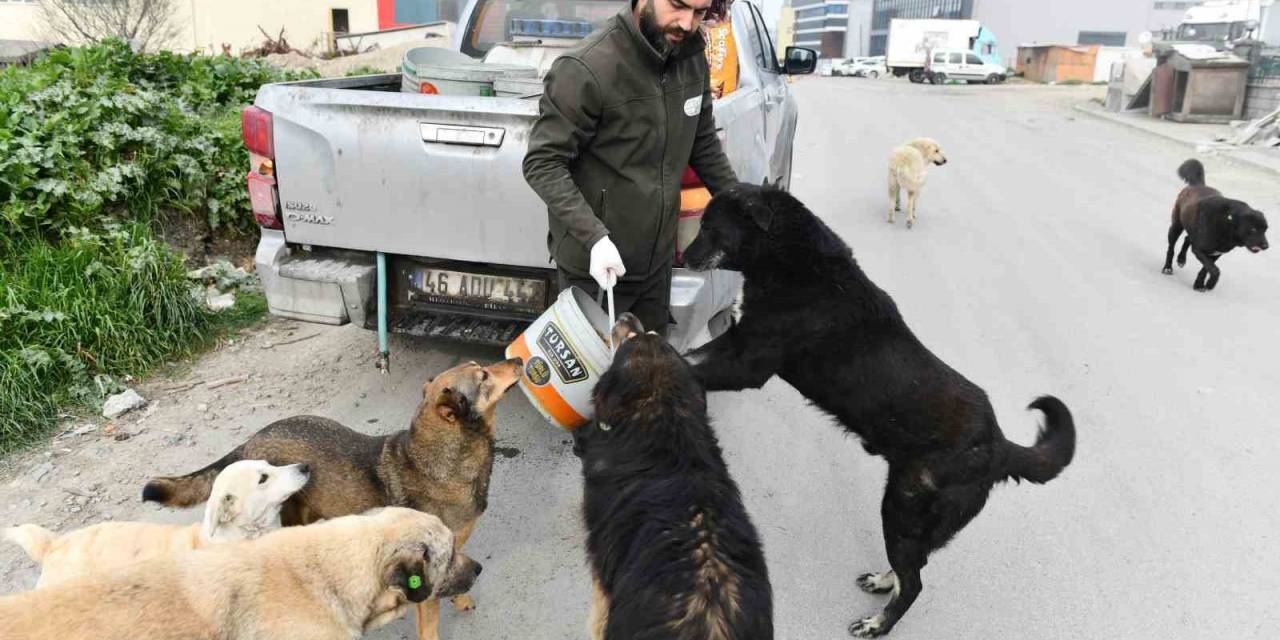 Esenyurt Belediyesi Sokak Hayvanlarına Mama Ve Su Desteğini Sürdürüyor