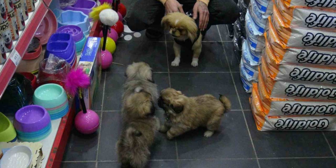 Kaçırılıp 500 Tl’ye Satıldı, Yavrularına Kavuştu