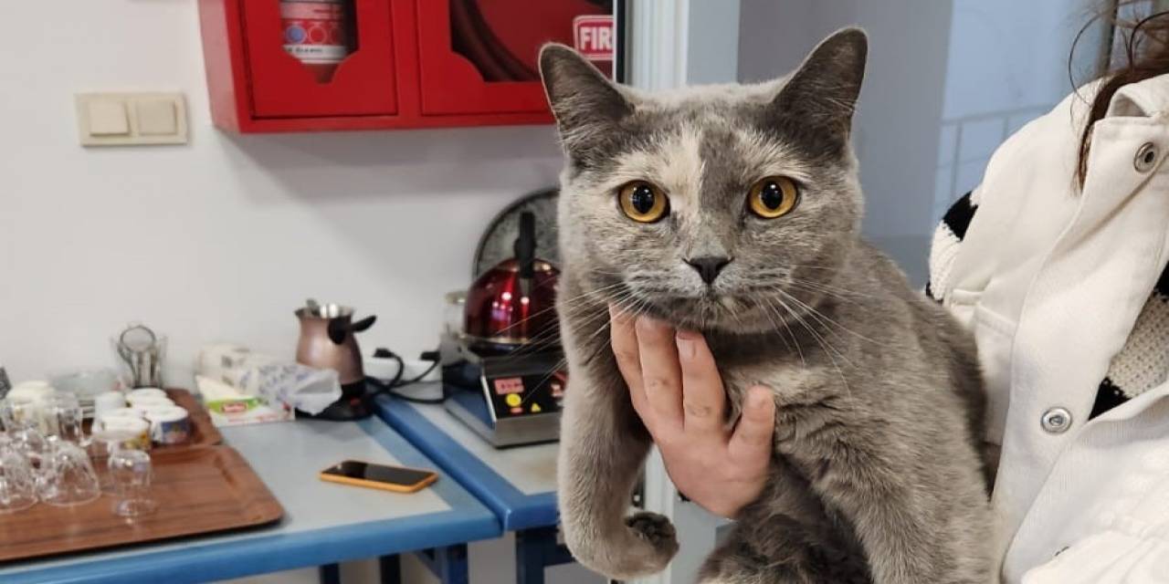 Çatıya Sıkışan Kediyi Personeller Kurtardı