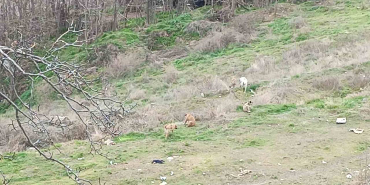 Kendilerine Saldıran Sokak Köpeklerini Kayda Alan Çocukların Korku Dolu Anları Kamerada