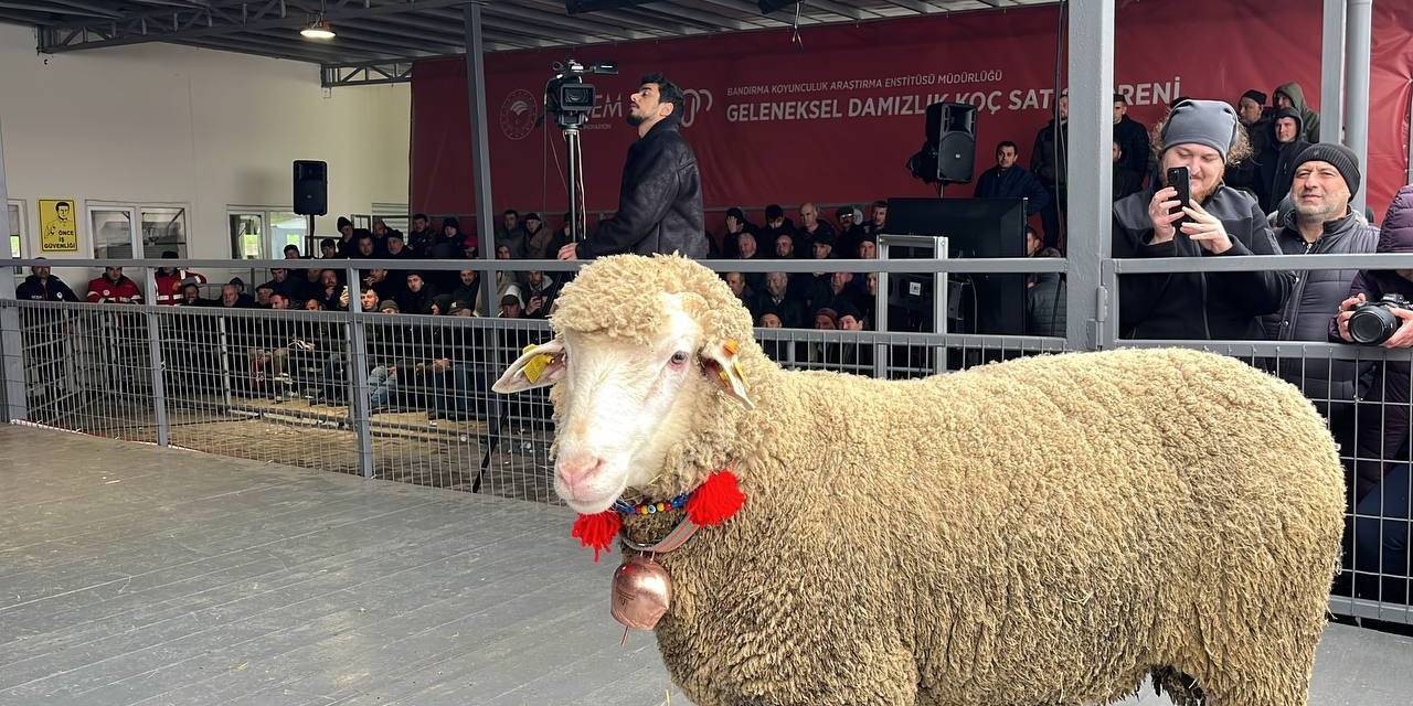 Merinos Koçu 150 Bin Liradan Satıldı