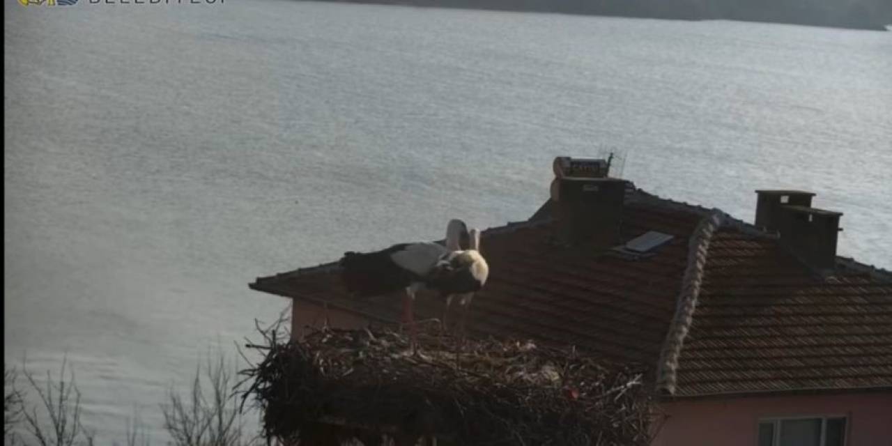 Belgesellere Konu Olan Yaren’in Ardından Eşi Nazlı Da Balıkçı Adem Amca’nın Yanına Geldi