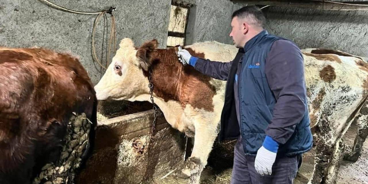 Afyonkarahisar’da Hayvan Hastalıklarıyla Mücadele Sürüyor
