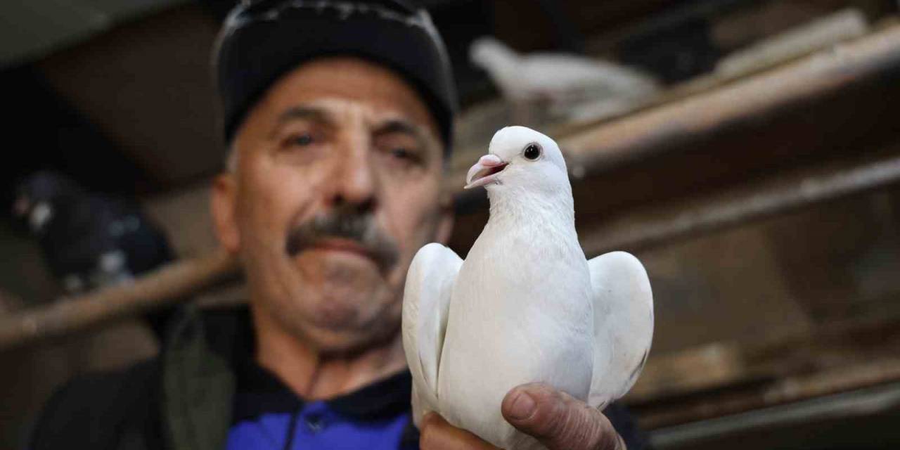 40 Yıldır Kumrularla Çocuk Gibi İlgileniyor