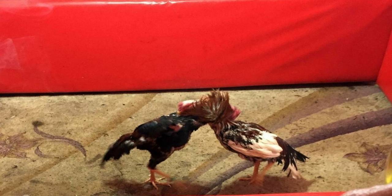 Villada Horoz Dövüştüren 16 Kişiye Adli Ve İdari İşlem Yapıldı