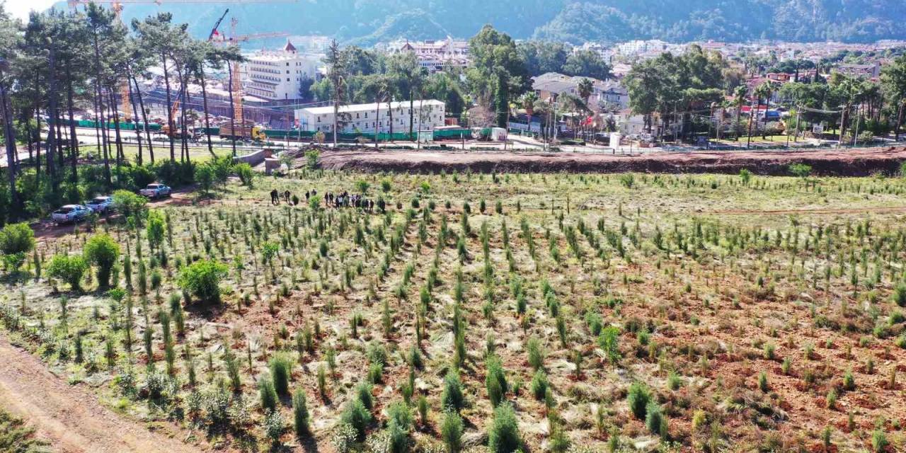 Büyük Orman Yangınlarının Ardından Marmaris Küllerinden Doğuyor