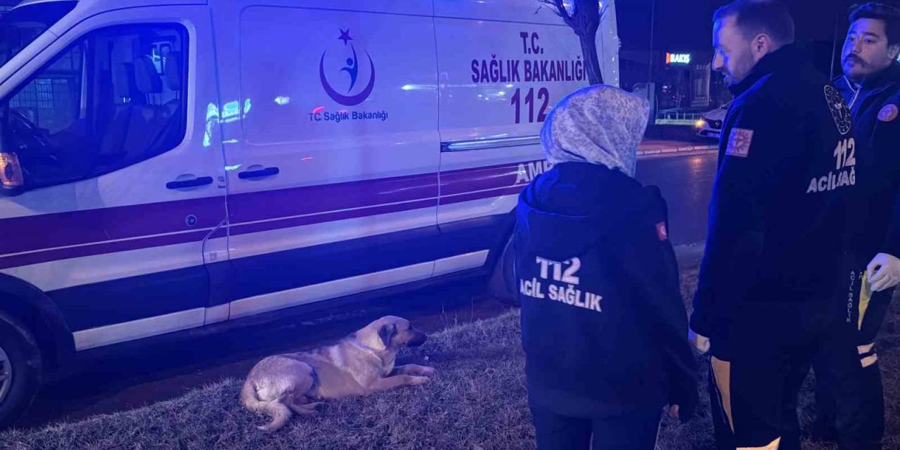 Sağlık Çalışanları Yağmurlu Havada Yaralı Köpeğin Başında Dakikalarca Bekledi
