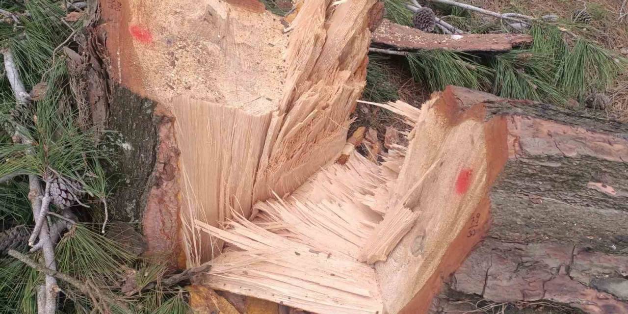 Germencik Habipler Köyü’nde Ormanlık Alanda Kesilen Ağaçlarla İlgili Soruşturma Başlatıldı