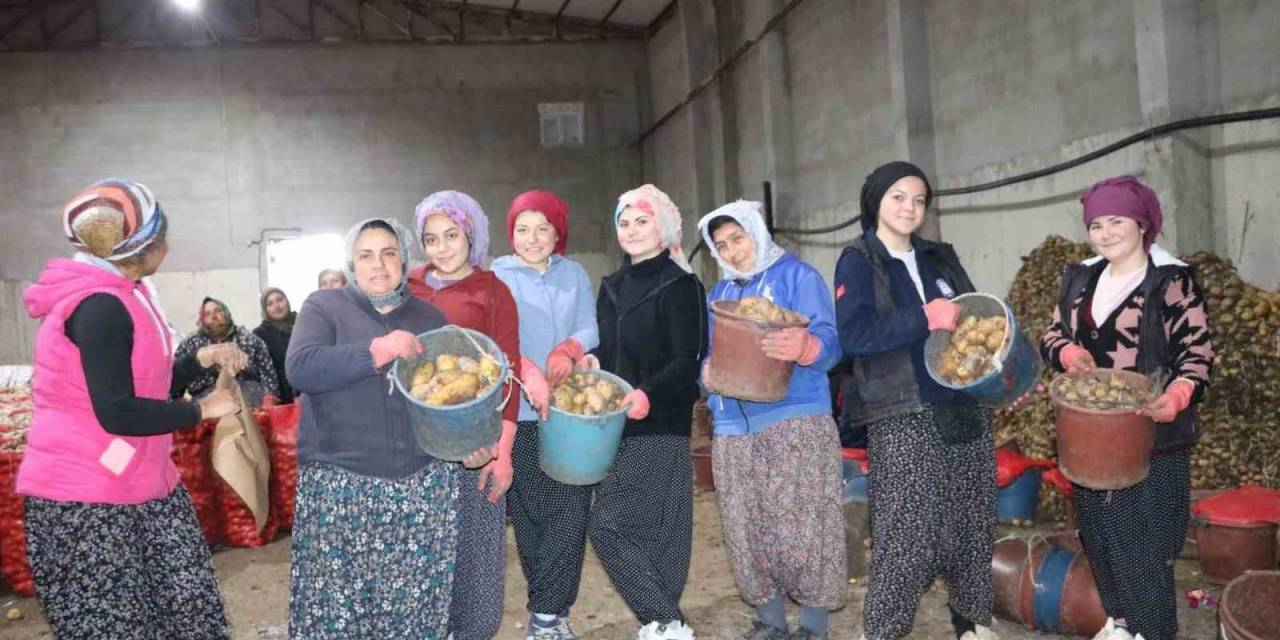 Patates İşçisi Kadınlar 8 Mart’ı İşlerinin Başında Geçirdi