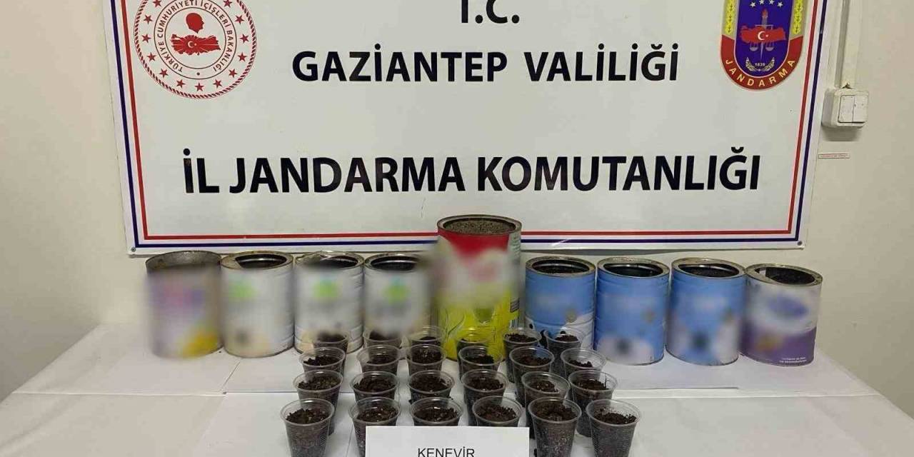 Jandarmadan Uyuşturucu Operasyonu