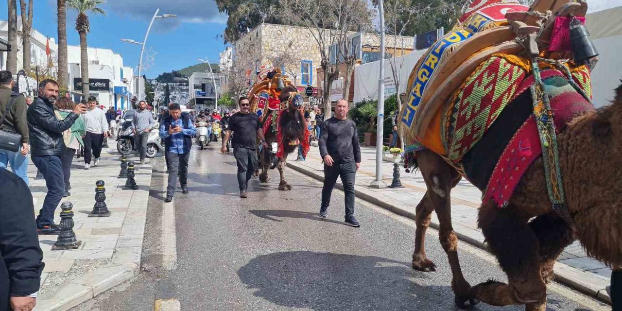 Bodrum’da Hafta Sonu Arenada Güreşecek Develer Meydana İndi