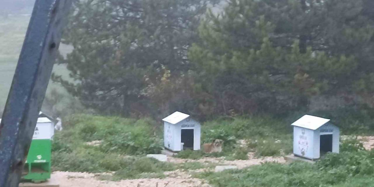 Köpekler Ölüyor, İnsanlar Korkuyor