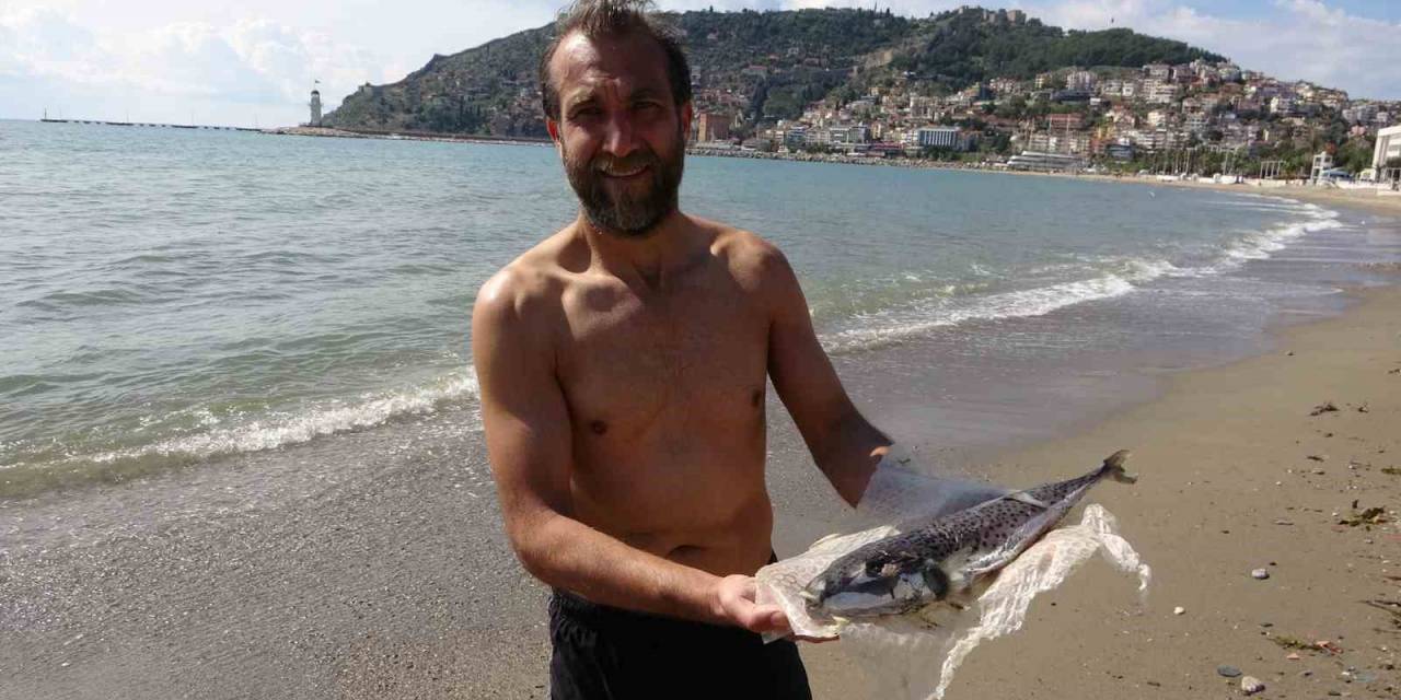 Alanya’da Denize Girmek İsteyen Vatandaşa Balon Balığı Sürprizi