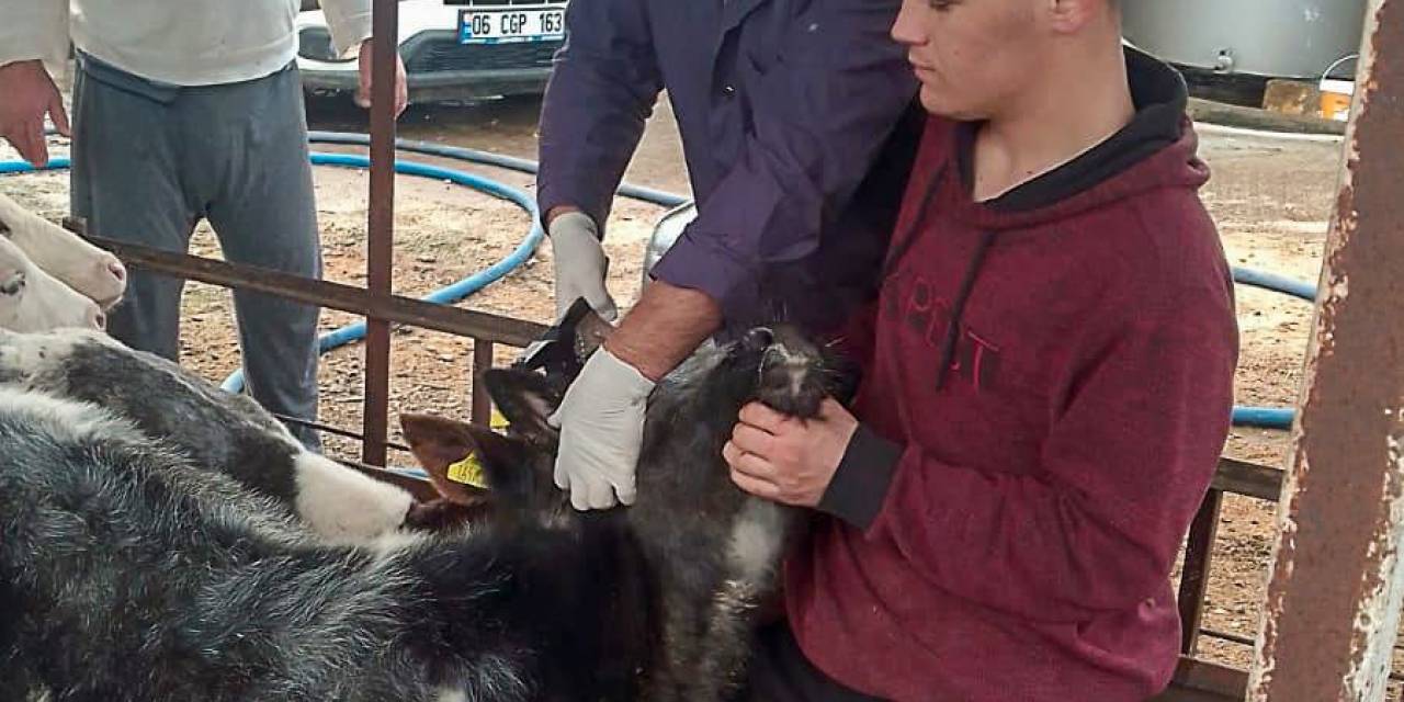 Güzelyur’ta Aşılama Çalışmaları Tamamlandı