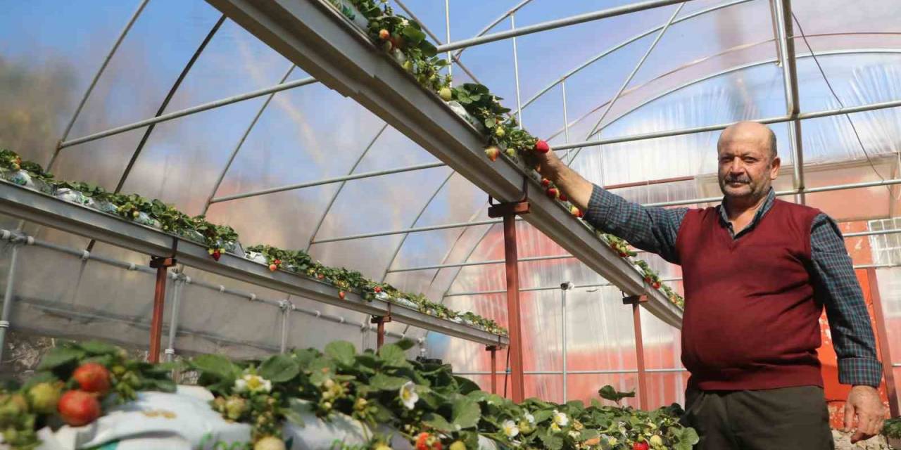 60 Metrekarelik Serada Deneme Amaçlı Çilek Eken Depremzede Çiftçi, Mahsul Almayı Başardı