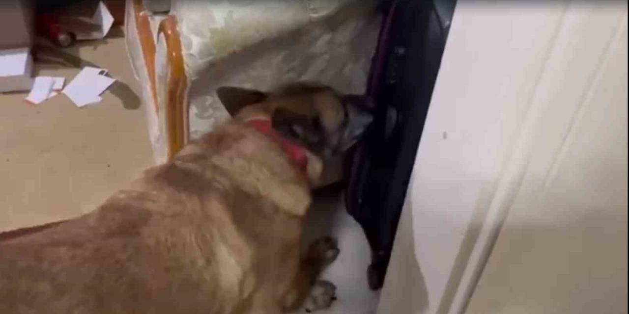 Uyuşturucu Operasyonunda 2 Kilo 510 Gram Esrar Ele Geçirildi