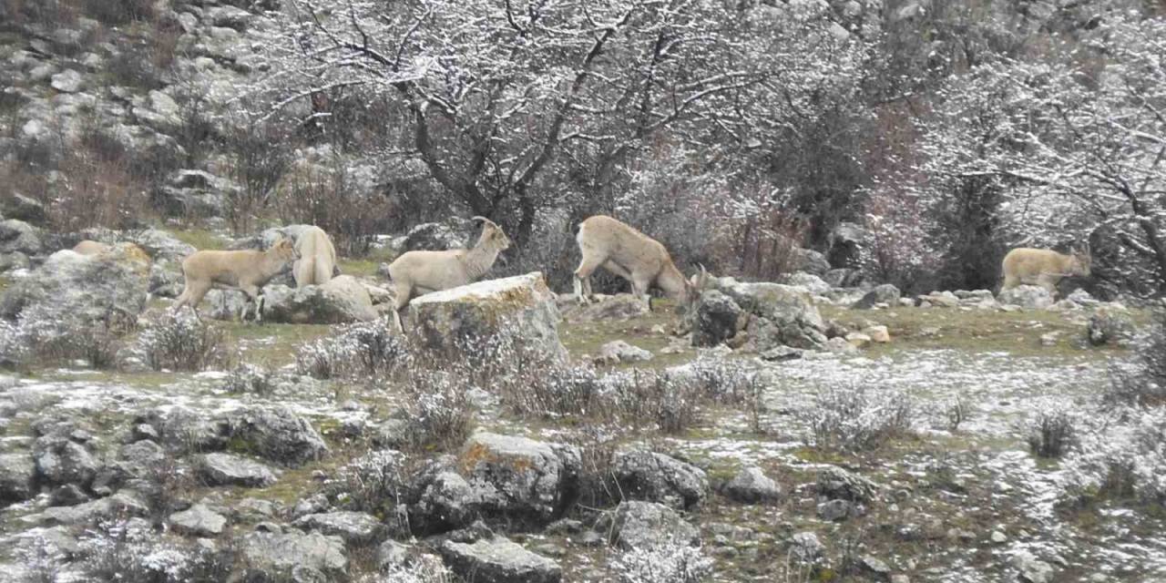 Dağ Keçilerinin Tuzu Muhtardan