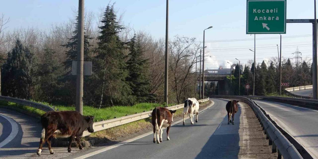 Tem Otoyoluna Giren Büyükbaşlar Ortalığı Birbirine Kattı
