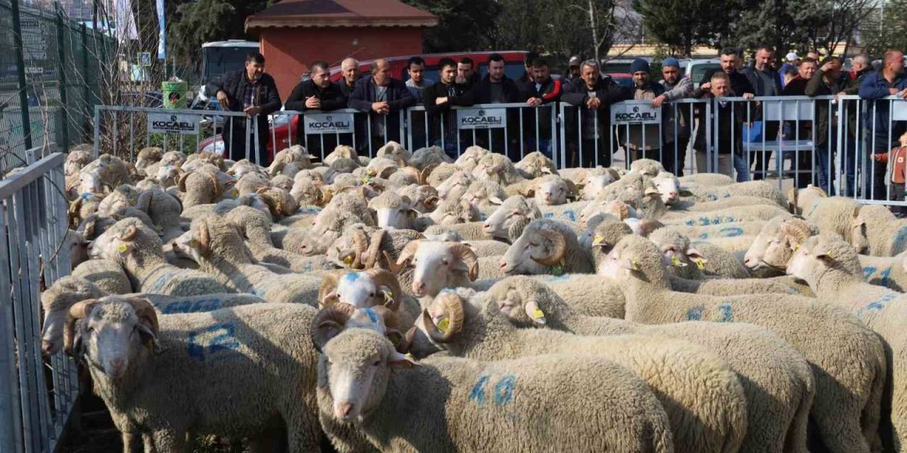 Yüzde 50 Hibeli Destekle Çiftçiye Koç Ve Teke Veriliyor