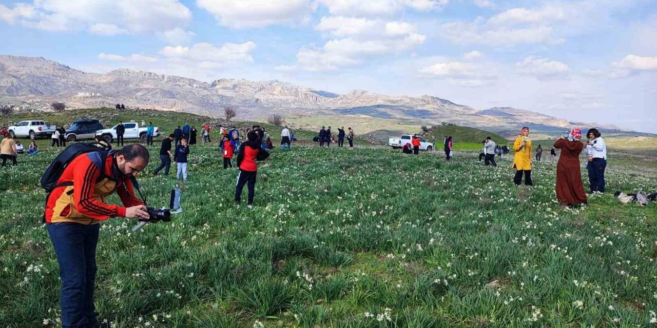 Gegrer’deki Doğal Nergis Tarlasına Ziyaretçi Akını