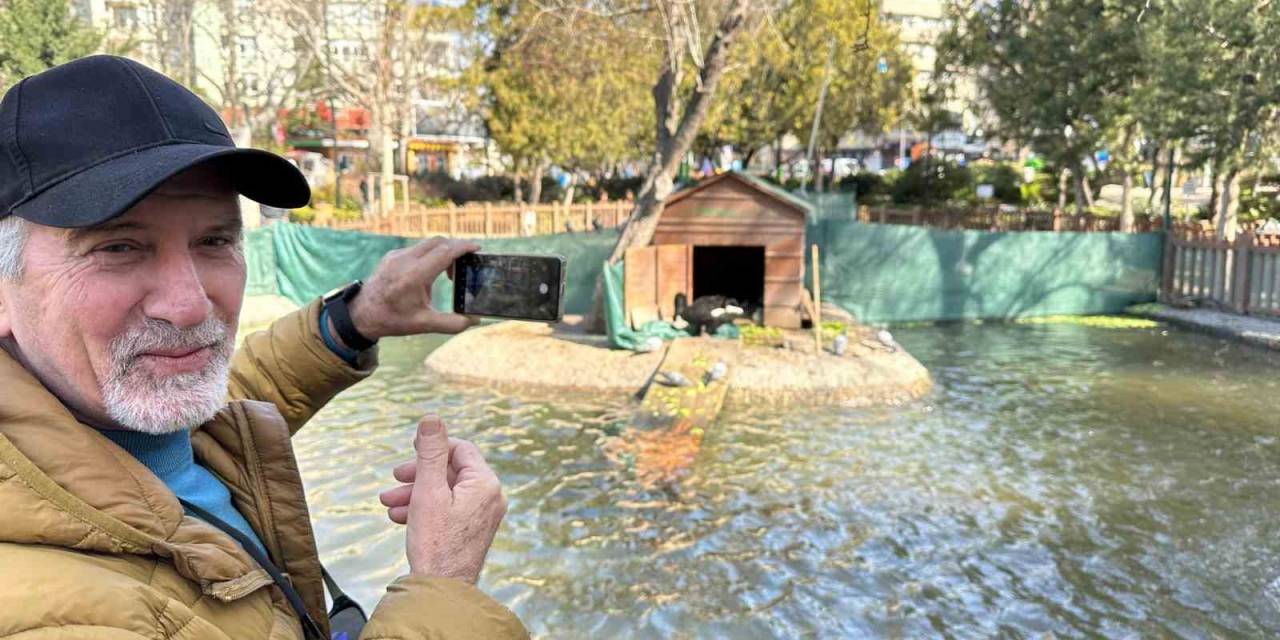 Kuğulu Park’ın Yeni Dünyaya Gelen Yavru Siyah Kuğularına Yoğun İlgi