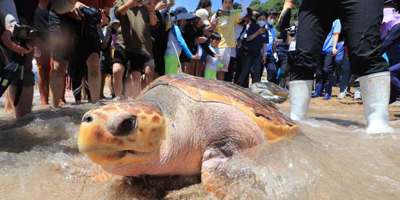 Zanzibar’da Deniz Kaplumbağası Yiyen 9 Kişi Hayatını Kaybetti