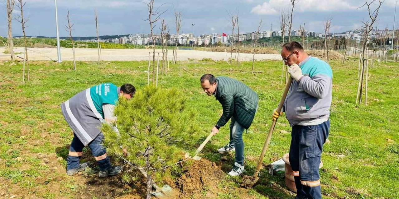 Karşıyaka’dan Getirilen 12 Yaşındaki Fıstık Çamı Aliağa’da Yaşayacak